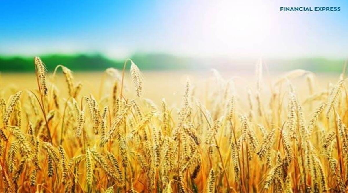 Wheat exports: Egyptian delegation in India to visit farms, facilities