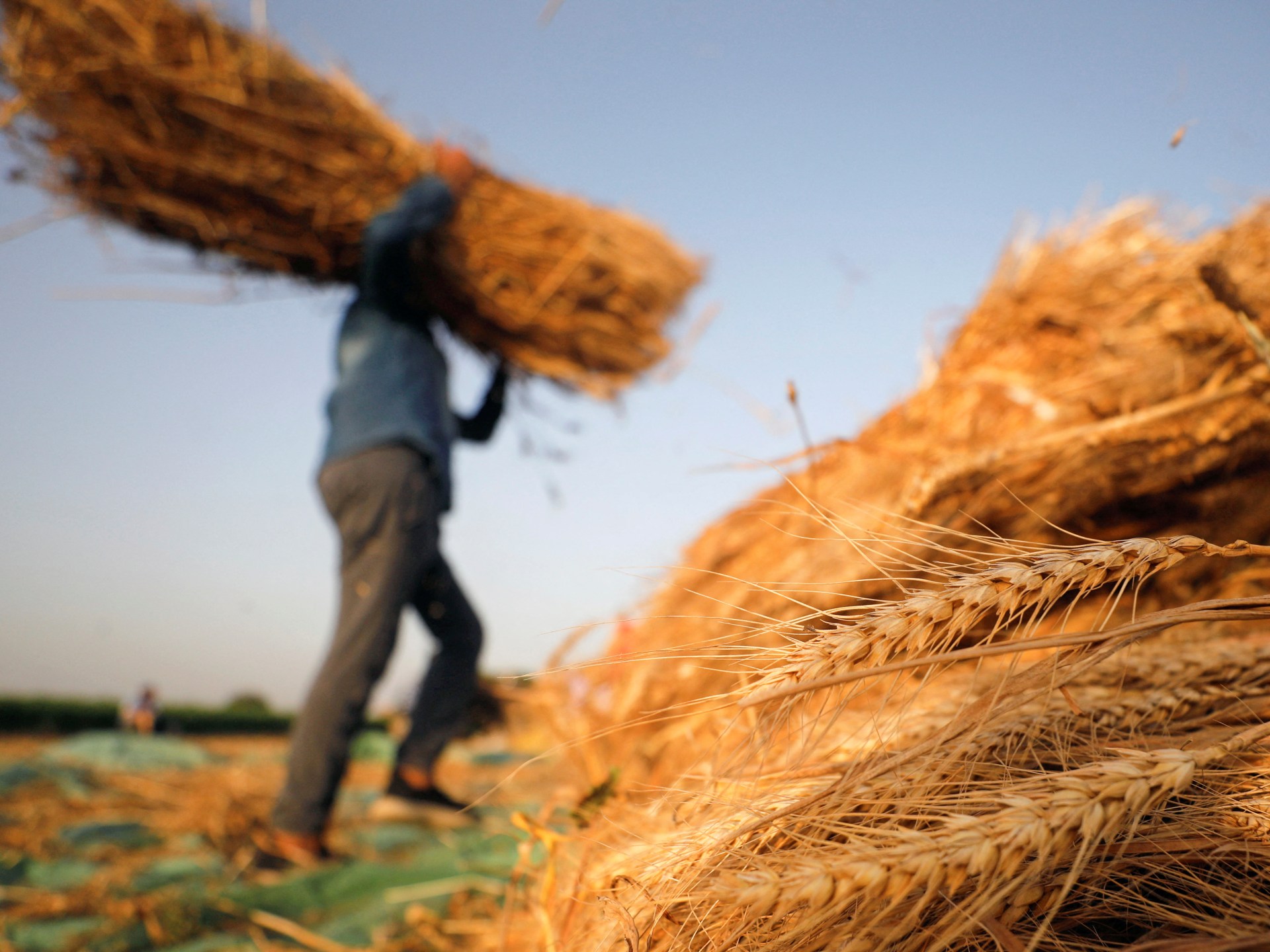 Egypt, reliant on imports, buys more Russian wheat